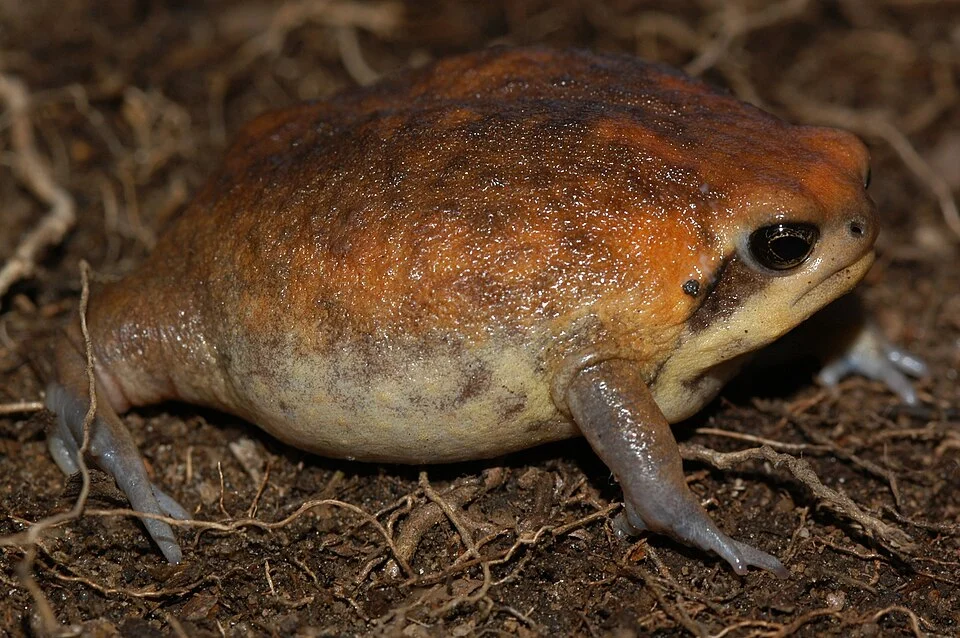 Breviceps sylvestris sylvestris