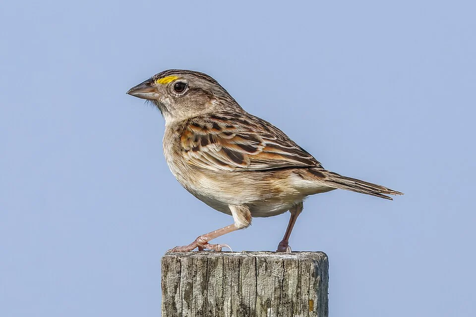 Grassland sparrow (Ammodramus humeralis), Colonia, Uruguay