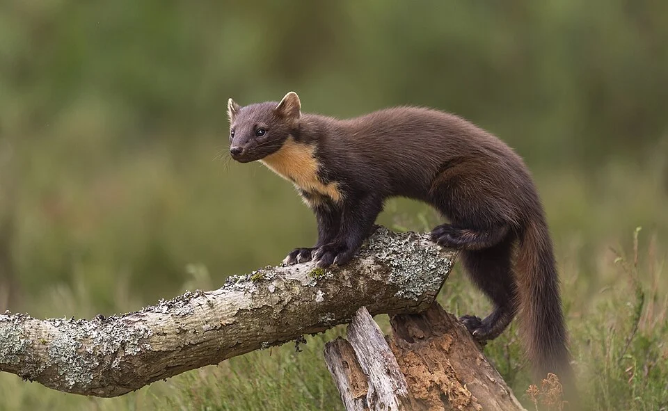 Scotland - Pine Marten