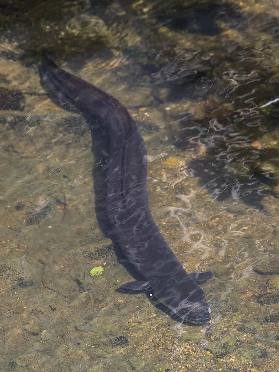 New Zealand longfin eel (Anguilla dieffenbachii), river behind Piha Beach, North Island, New Zealand