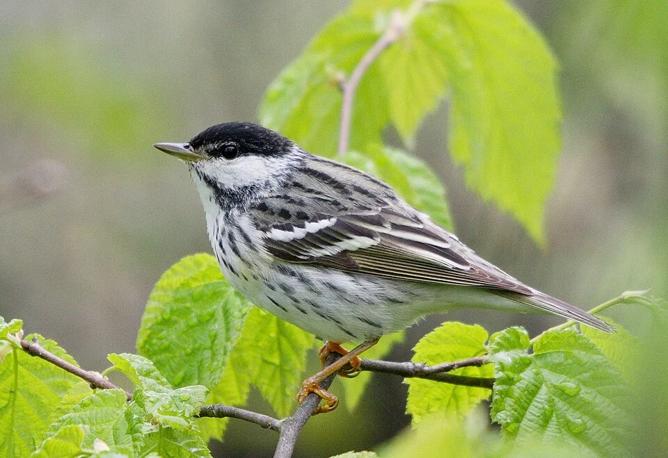 Blackpoll Warbler, Réserve naturelle des Marais-du-Nord, Quebec, Canada.