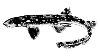 Chiloscyllium indicum