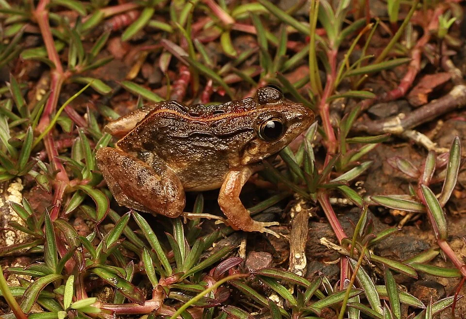 Long-legged cricket frog, from Devihasol, Rajapur, Maharashtra