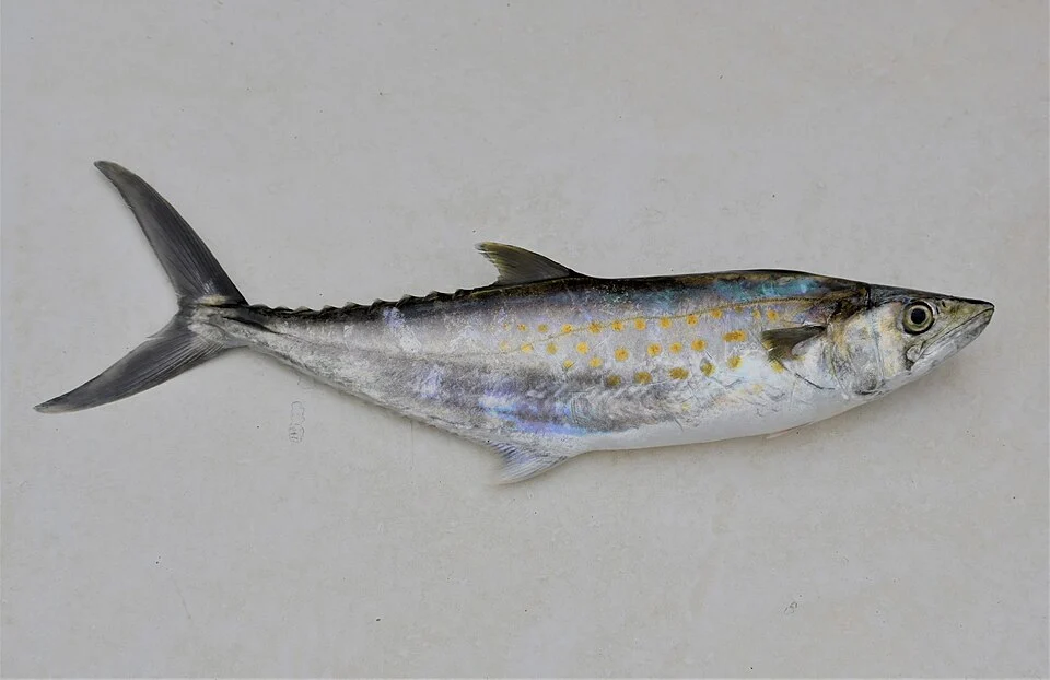 Scomberomorus sierra, Guayaquil, Ecuador