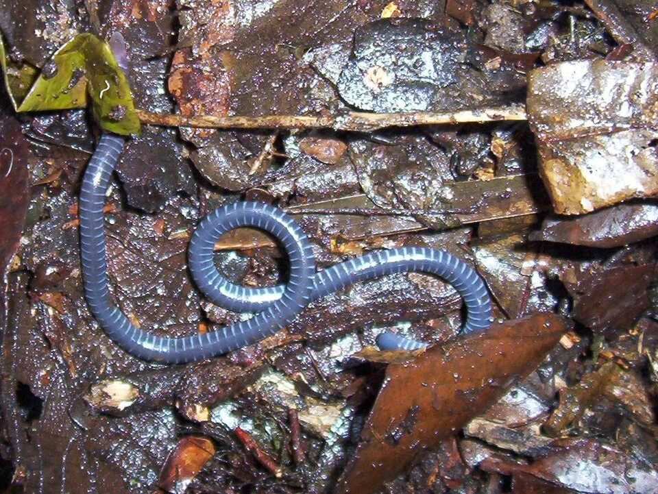 One specimen of Boulengerula taitanus, african caecilian. The head can't be seen because the animal is digging, to return underground.