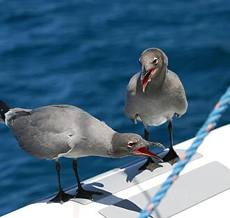 Photo taken in the Galapagos Islands of a Lava Gull (Larus fuliginosus) pair. June 2007, Photo by Peter Kruger, en:Galapagos.