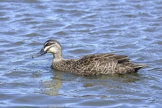 Pacific Black Duck (Anas superciliosa) male, Centennial Park, Sydney, NSW, Australia