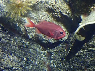 Darwin's Roughy (Gephyroberyx darwinii) in Honduras