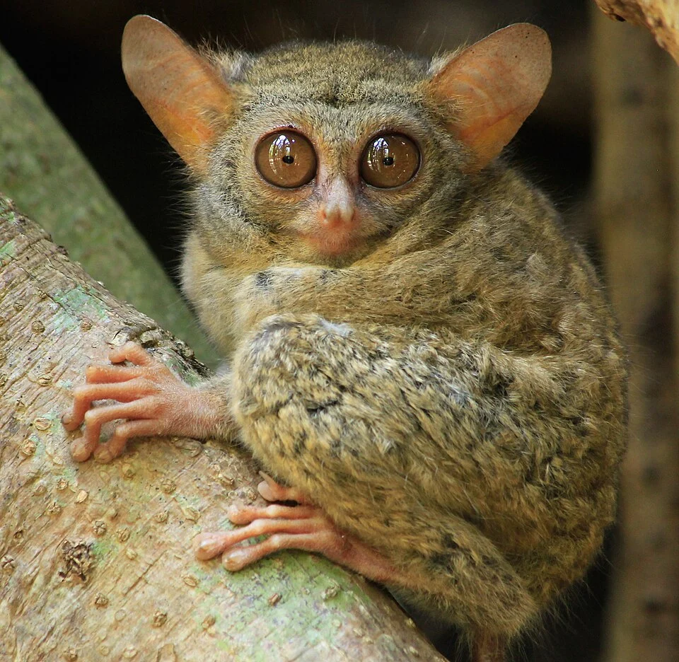 Tarsius spectrumgurskyae is endemic tarsius live in sulawesi island