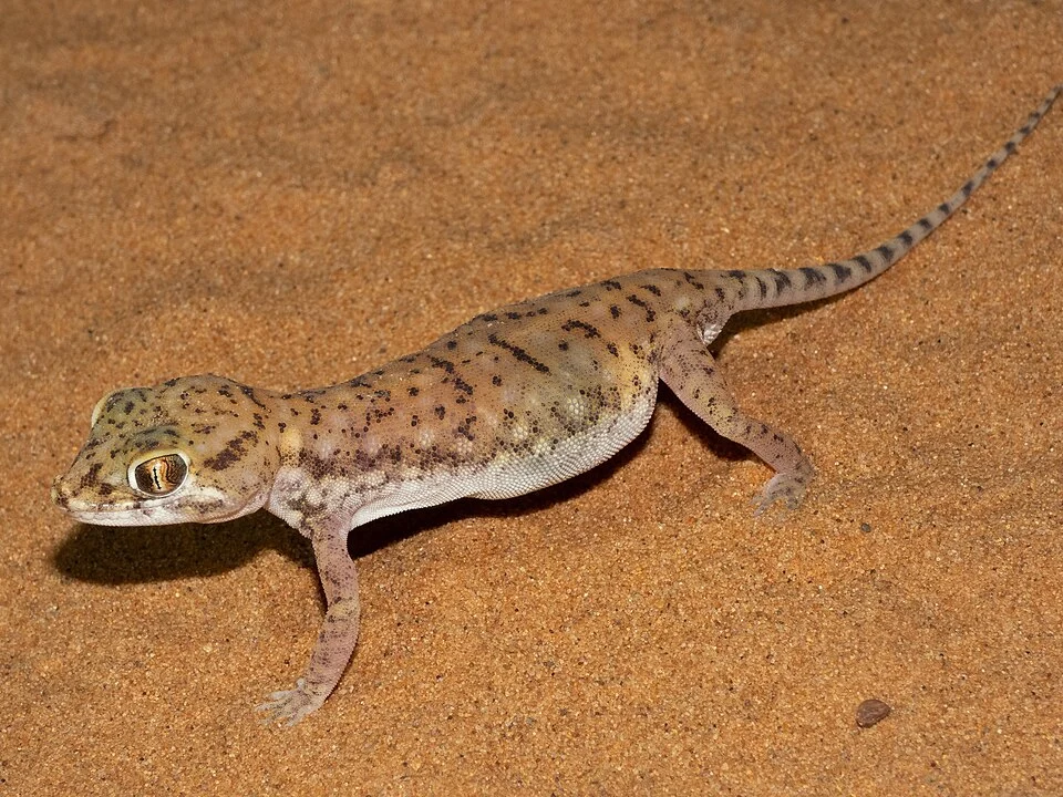 Anderson's Short-fingered Gecko (Stenodactylus petrii) in Morocco