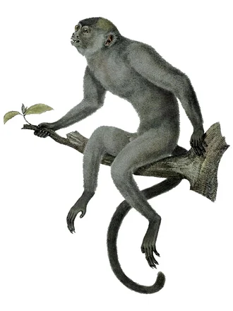 Callicebus cinerascens
