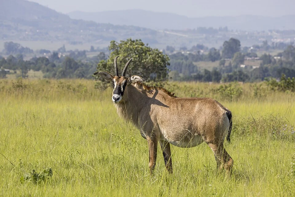 Roan antelope (Hippotragus equinus equinus), Mlilwane, Eswatini