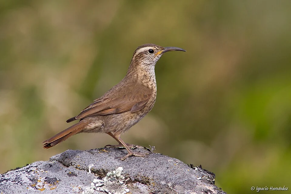 Patagonian Forest Earthcreeper; San Martin de los Andes, Neuquen, Argentina