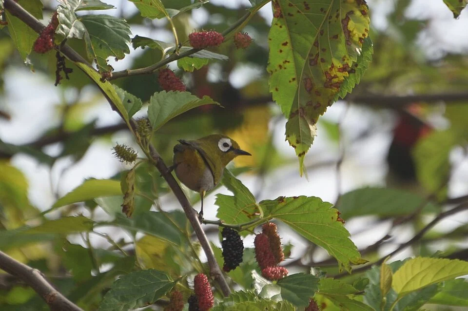 Zosterops silvanus, Taita Taveta, KE, 2019-08-30 (iNaturalist).