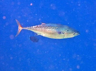 Une tonine orientale (Euthynnus affinis) aux Maldives (atoll de Baa).