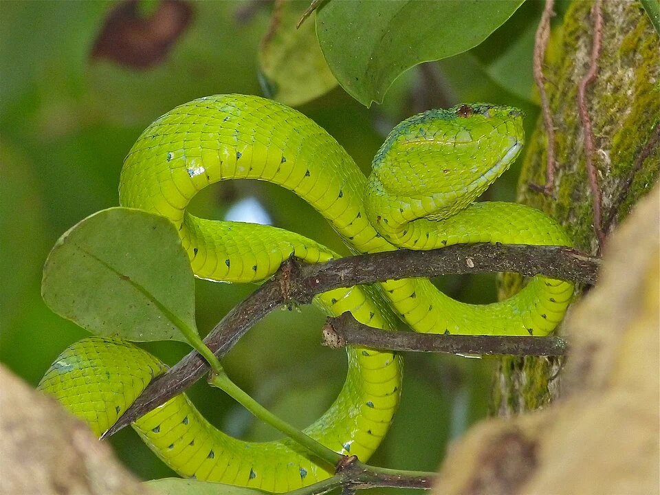 Bako NP, Sarawak, MALAYSIA
