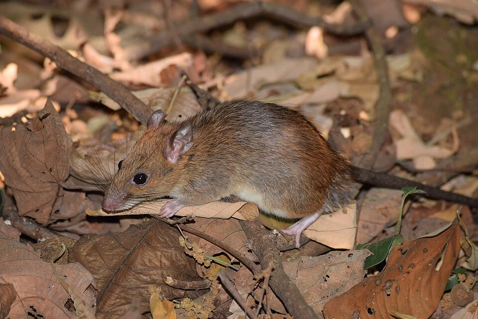 Sahyadris Forest Rat (Rattus satarae) in India