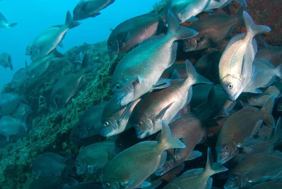 German seabream Polyamblyodon germanum Aliwal Shoal