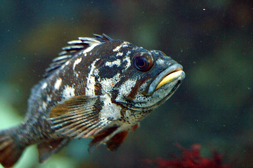 A gopher rockfish (Sebastes carnatus) from the Monterey Bay Aquarium. Summer 2004.

Source: Taken by user (Tom Murphy VII)
