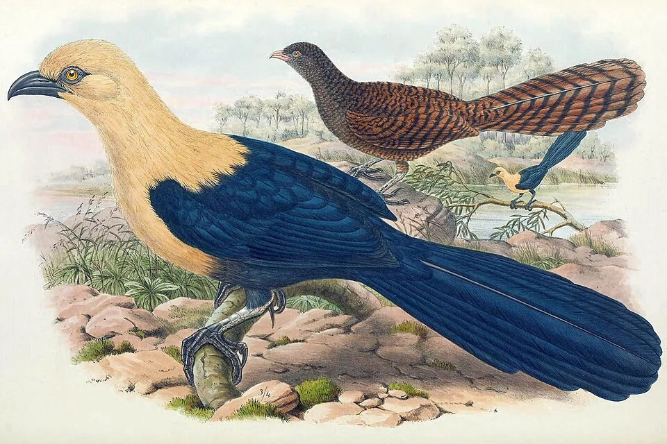 Centropus milo
The birds of New Guinea and the adjacent Papuan islands
London :Henry Sotheran & Co.,1875-1888.
biodiversitylibrary.org/page/53911754 The announcement to release the files with a free license can be found for example at https://www.smithsonianmag.com/smart-news/over-150000-illustrations-wildlife-are-available-online-free-180974167/
