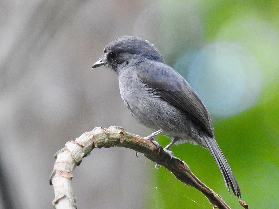 Little Grey Flycatcher Muscicapa epulata, Mbomo, République du Congo.