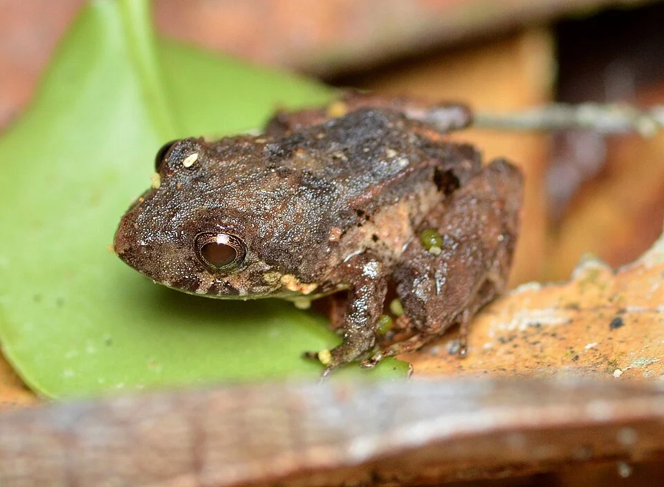 Niceforonia nigrovittata. Species of amphibian.
