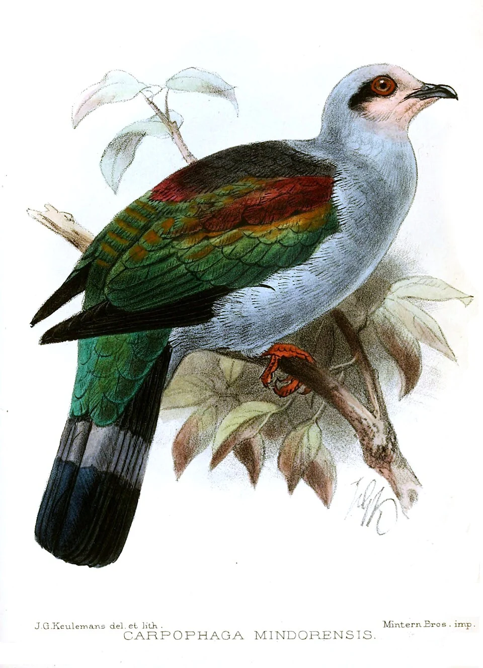 Carpophaga mindorensis = Ducula mindorensis
