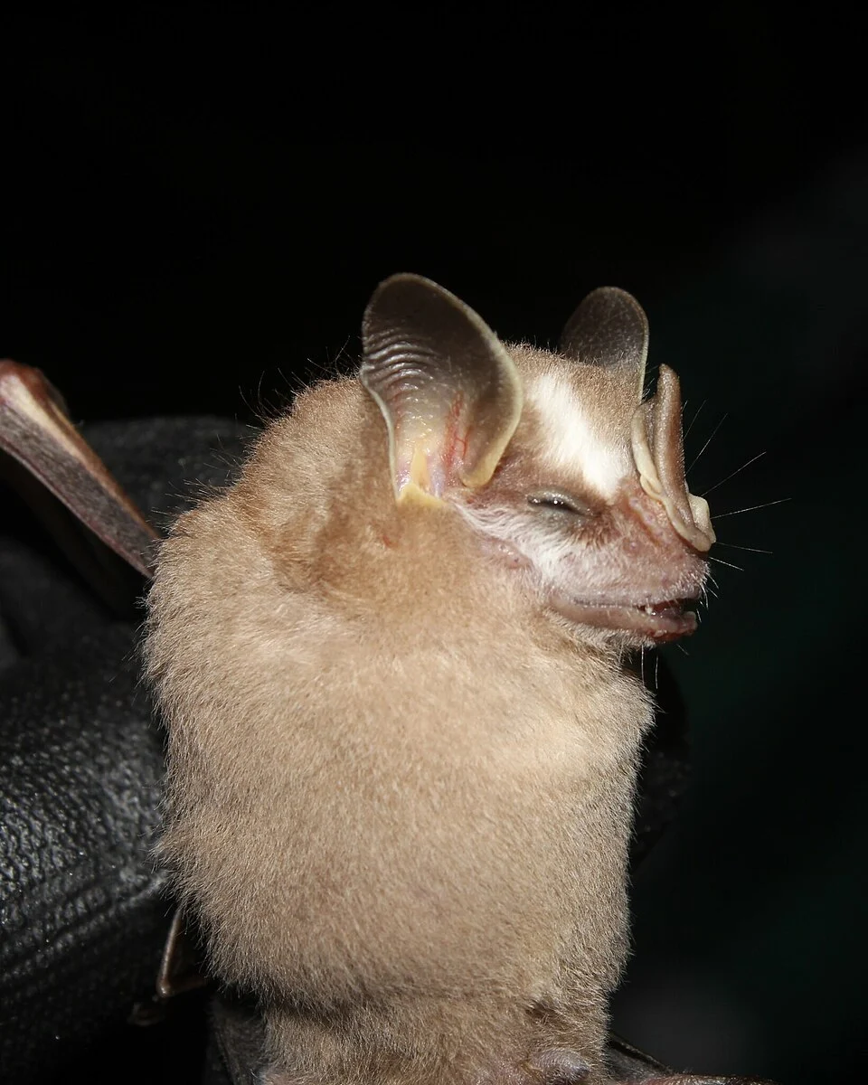 Vampyriscus brocki