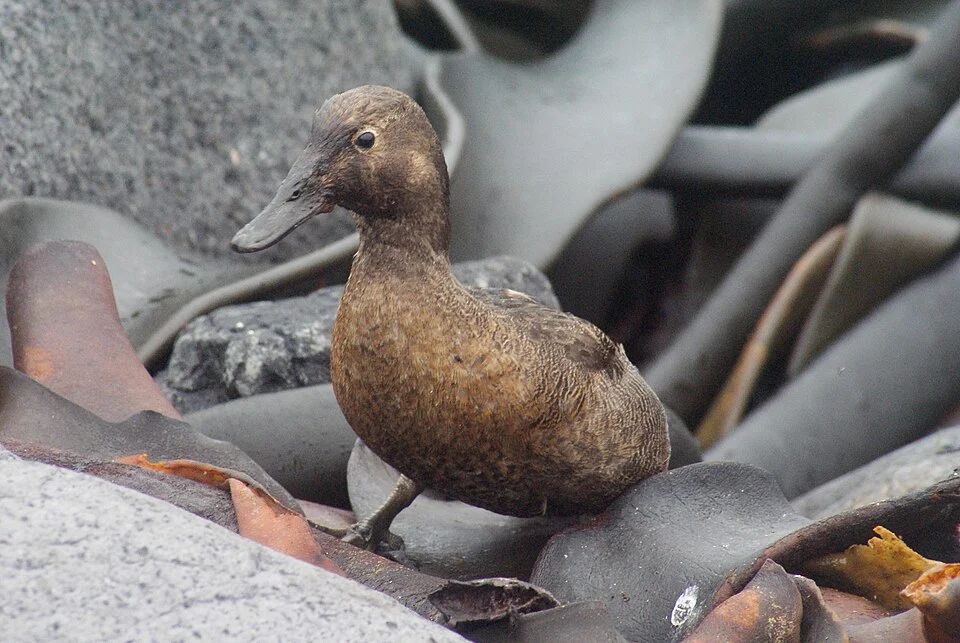 Auckland Island teal on Enderby Island