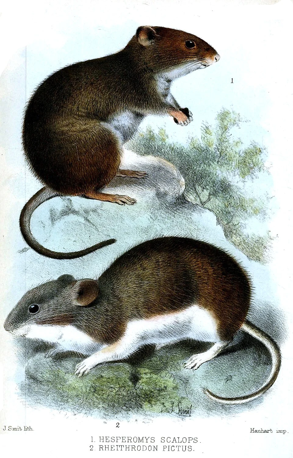 Hesperomys scalops = Chelemys megalonyx scalops & Rheithrodon pictus = Auliscomys pictus