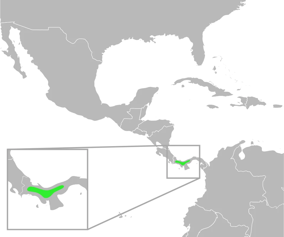 The distribution of Bufo signifer. Data from Mulcahy, D.; Williams, T.; Mendelson, III, J; and Sites, J. (2008) "Phylogenetic Relationships Among Mesoamerican Bufonids." Poster presented at the 2009 Joint Meeting of the American Society of Ichthyologists and Herpetologists. Abstract available here, p. 58.