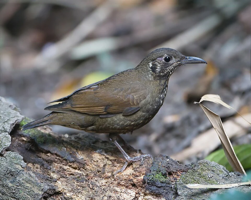 Dark-sided thrush (Zoothera marginata) in Doi Inthanon National Park, Ban Luang, Chiang Mai, Thailand.