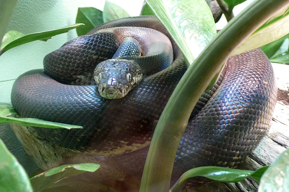 Savu python (Liasis mackloti savuensis)
