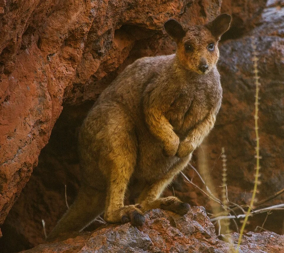 Rothschild's rock-wallaby (Petrogale rothschildi) from Karijini National Park