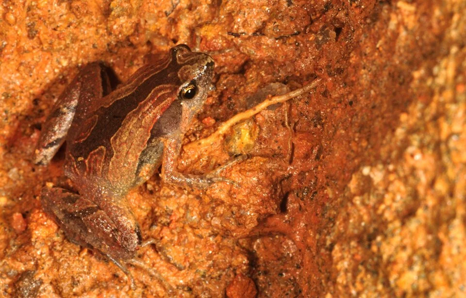 Adult individual of Microhyla sholigari from Bisle, Karnataka