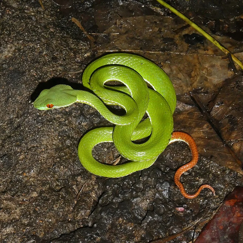 Trimeresurus rubeus juvenile at Cat Tien National Park (photo Roy Bateman)