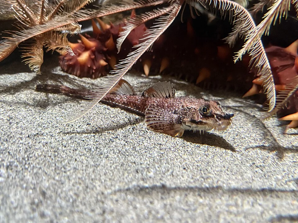 At the Vancouver Aquarium