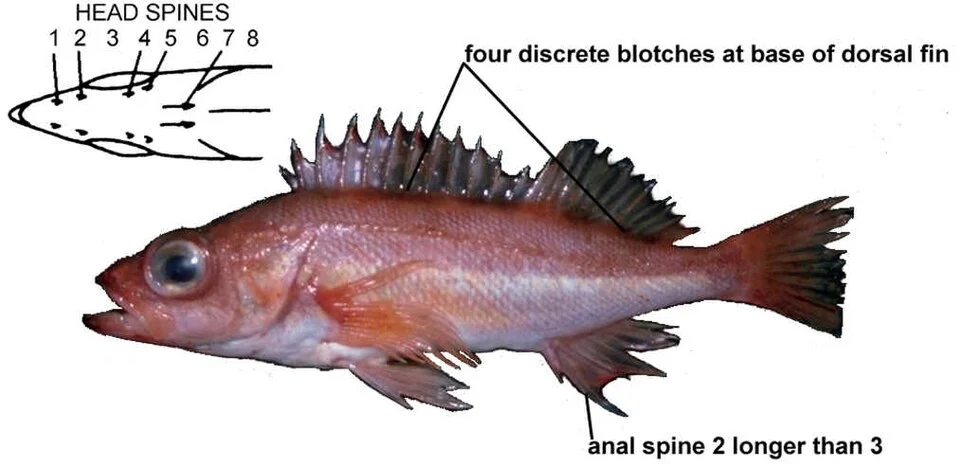 A Pygmy rockfish. Diagram points out its spines in particular.