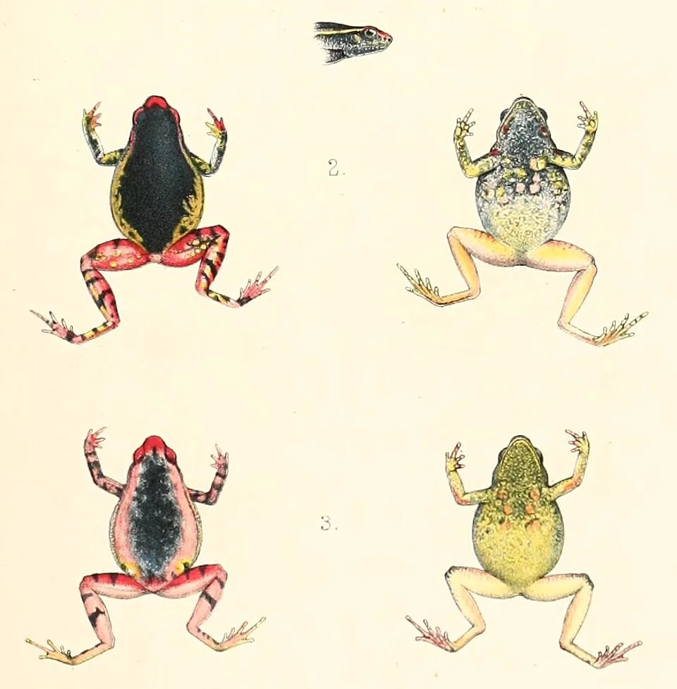 « Diplopelma bunguranum » = Kalophrynus bunguranus