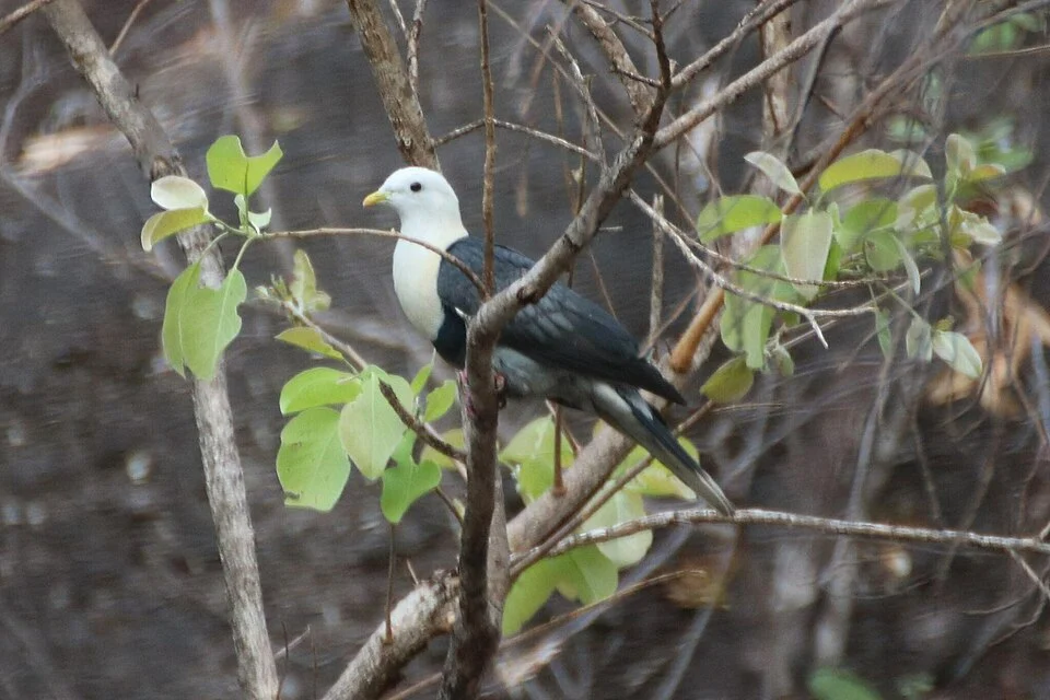 Ptilinopus alligator, Nourlangie Trl, Kakadu NT 0822, Australia, 2023-11-04 (iNaturalist).