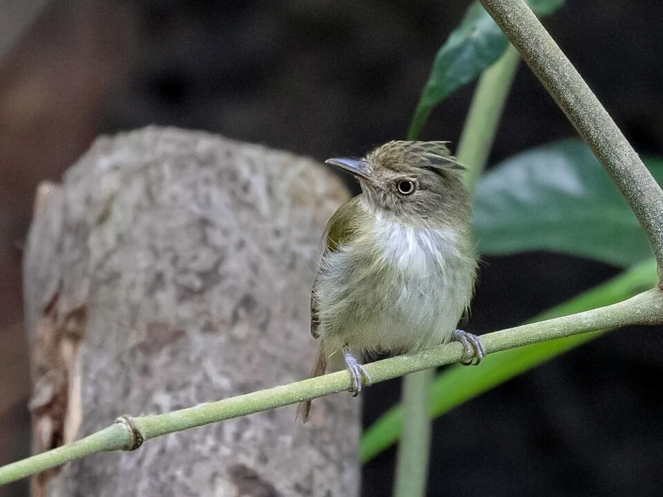 Helmeted Pygmy Tyrant, Presidente Figueiredo, Amazonas, Brazil