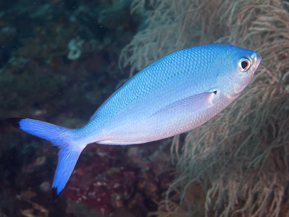 Lunar fusilier (Caesio lunaris). Raja Ampat