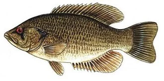Rock bass, Ambloplites rupestris