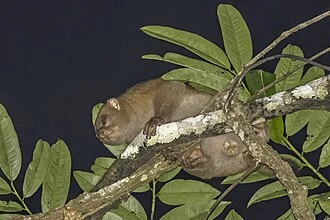 West African potto (Perodicticus potto), Ankasa Forest Reserve, Western Region, Ghana