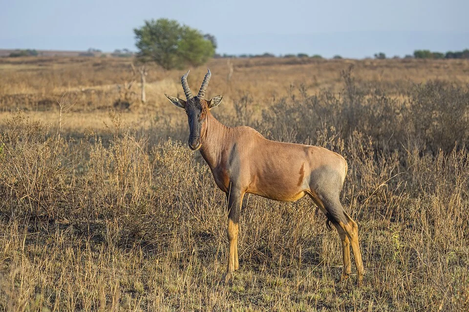 Serengeti topi (Damaliscus lunatus jimela), Serengeti National Park, Tanzania