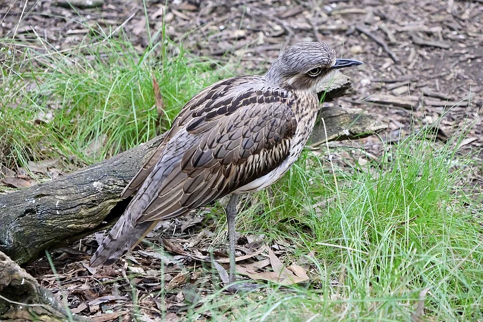 Burhinus grallarius in Cleland Wildlife Park on 10 August 2025.