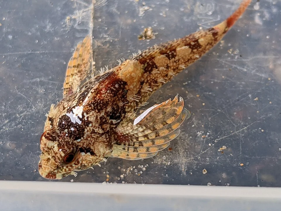 Rosy Sculpin (Oligocottus rubellio). Species of fish.