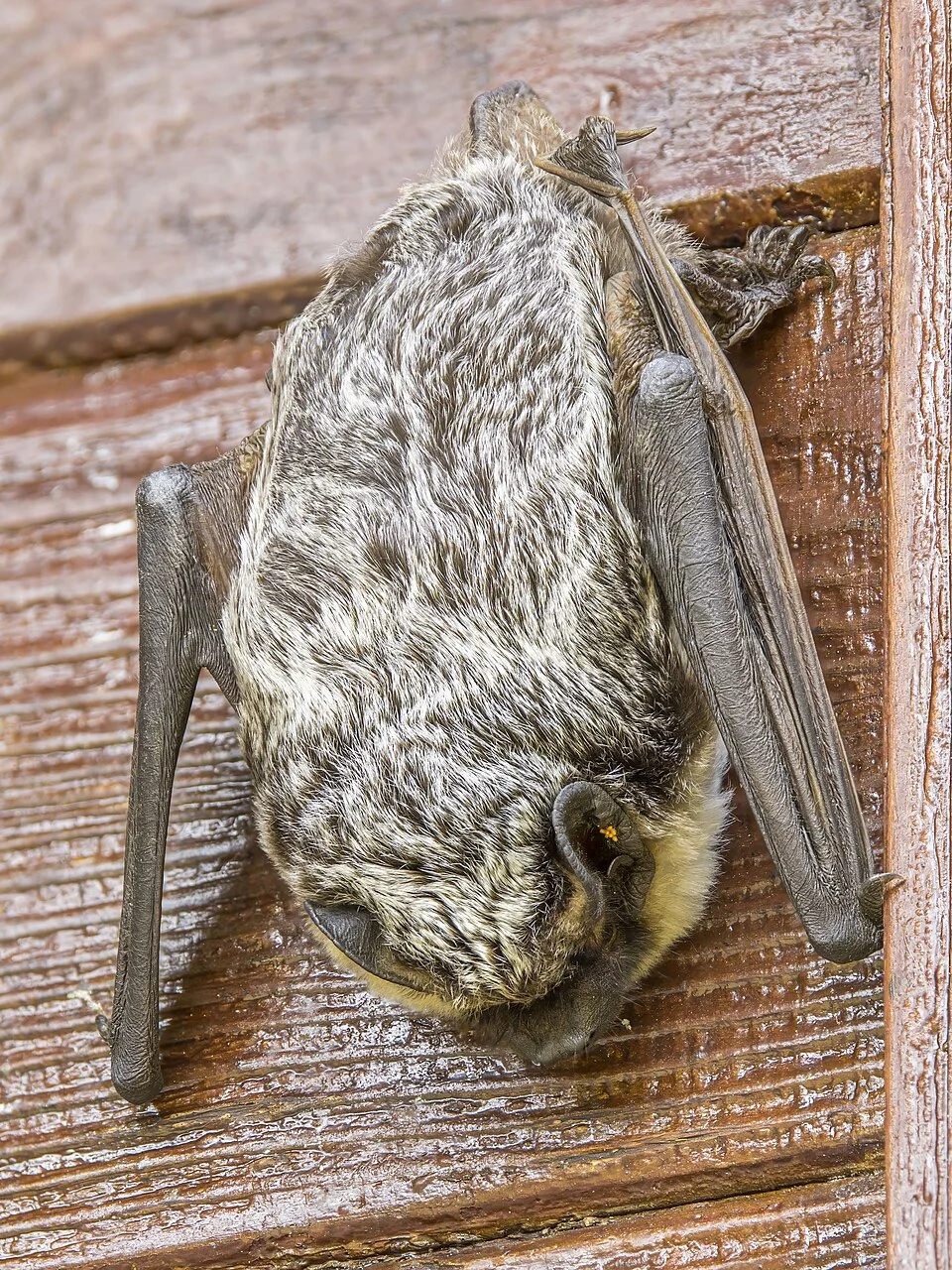 Parti-coloured bat (Vespertilio murinus), Rochovce, Slovakia
