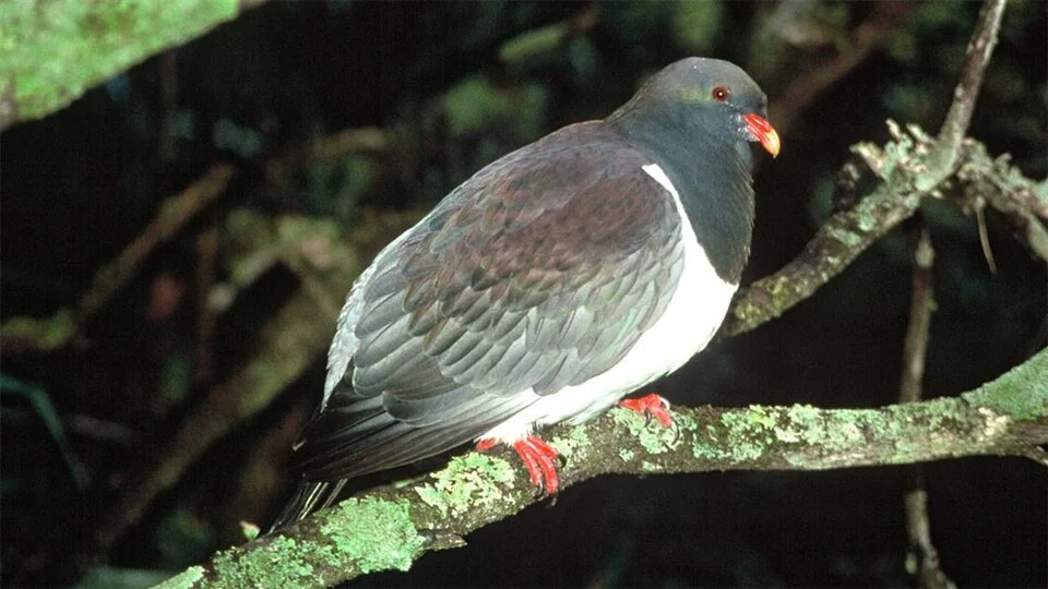 Chatham Island Pigeon Hemiphaga chathamensis perching on branch