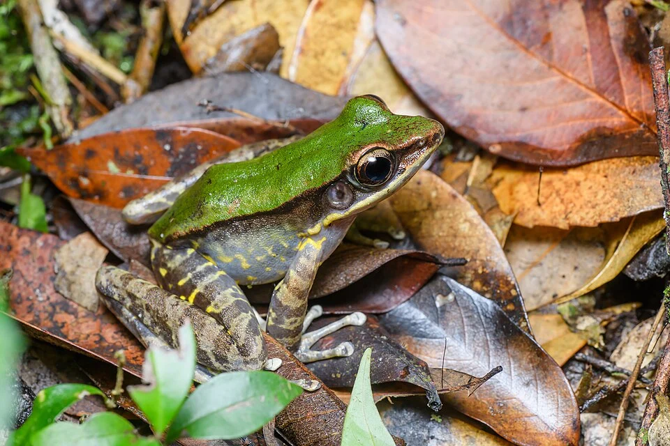 Odorrana aureola, Taylor's rock frog (green morph) - Phu Kradueng National Park.
Photo by Thai National Parks, https://www.thainationalparks.com/phu-kradueng-national-park.